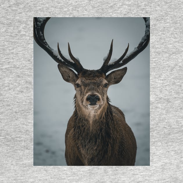 'Winter Stag', Blair Atholl, near Pitlochry. by mucklepawprint